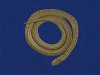 藏品(赤背松柏根)的圖片